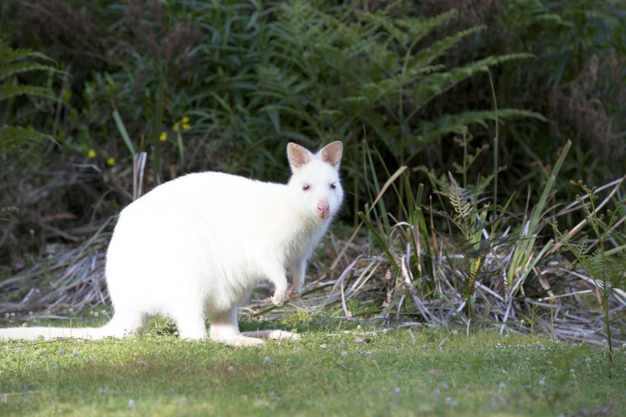 Bruny Island Lodge South Bruny Екстер'єр фото